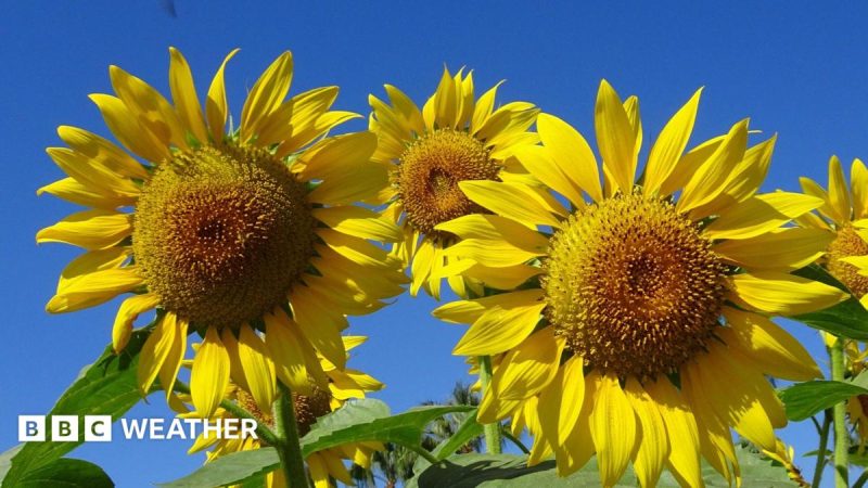 Yellow Heat Health Alert Issued