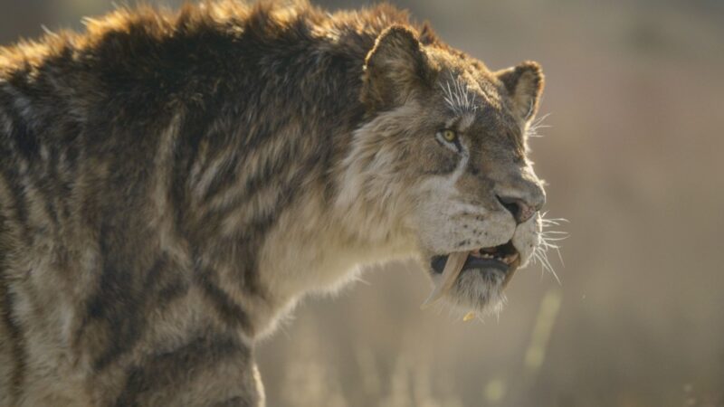 Saber-Toothed Cats Became Deformed Before Dying Out