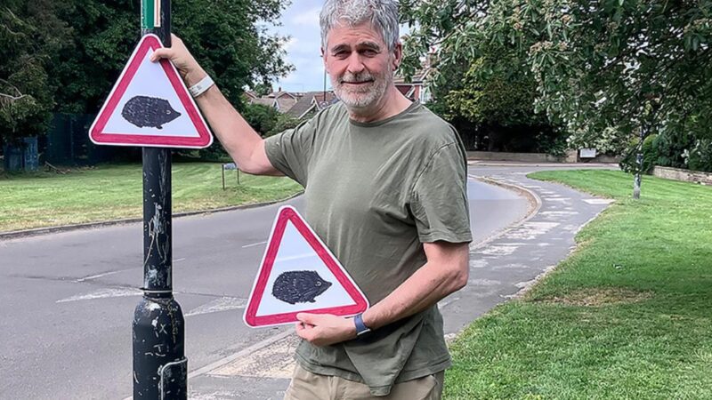 Road Deaths Devastate Small Hedgehog Populations Study Shows