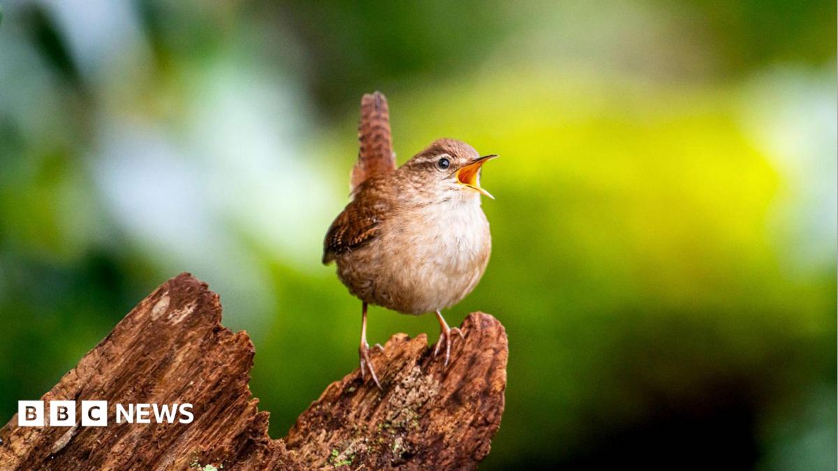 Decoding Global Birdsong Through AI and Volunteer Recordings