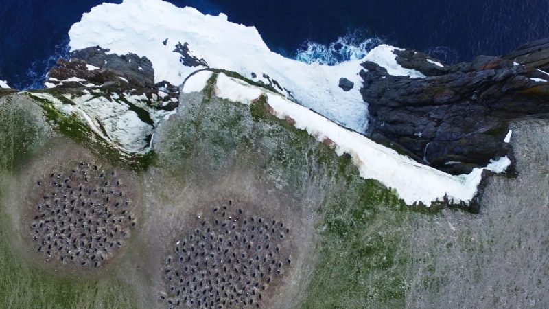 Stony Brook University Researchers Using NASA Satellite Imagery to Track Penguin Guano