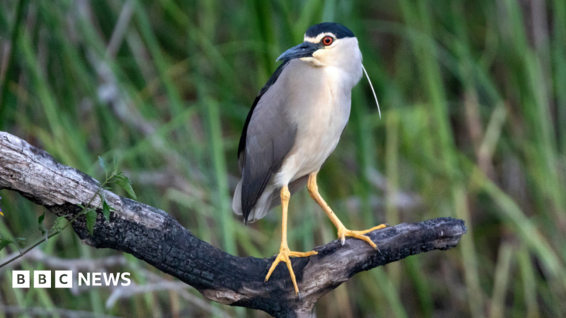 Rare Wetland Species Sighted at Holnicote Estate