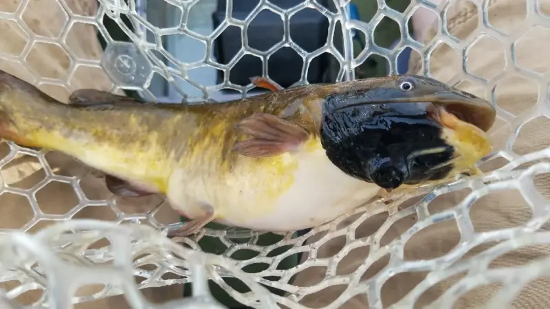 More Like Parasites Than Tumors: Vermont Scientists Discover Transmissible Cancer in Catfish