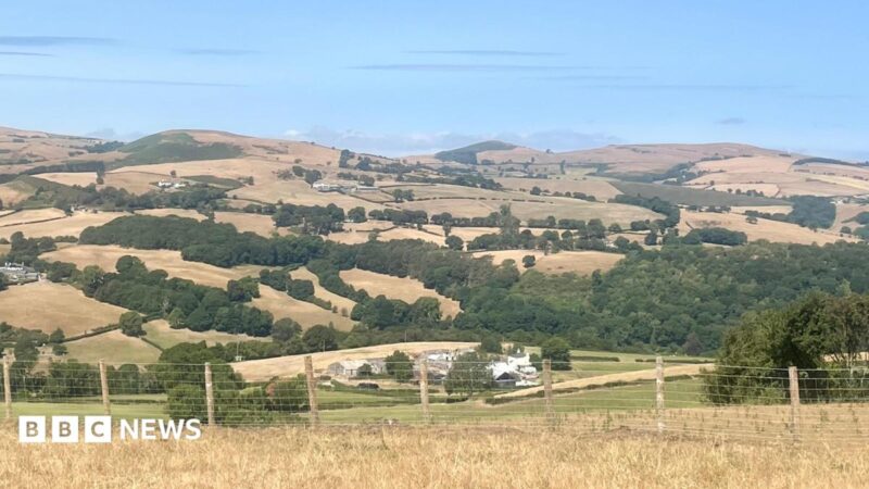 Agricultural Pressures Mount on Welsh Livestock and Arable Farms