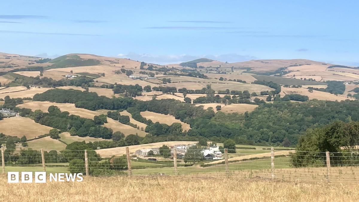 Agricultural Pressures Mount on Welsh Livestock and Arable Farms