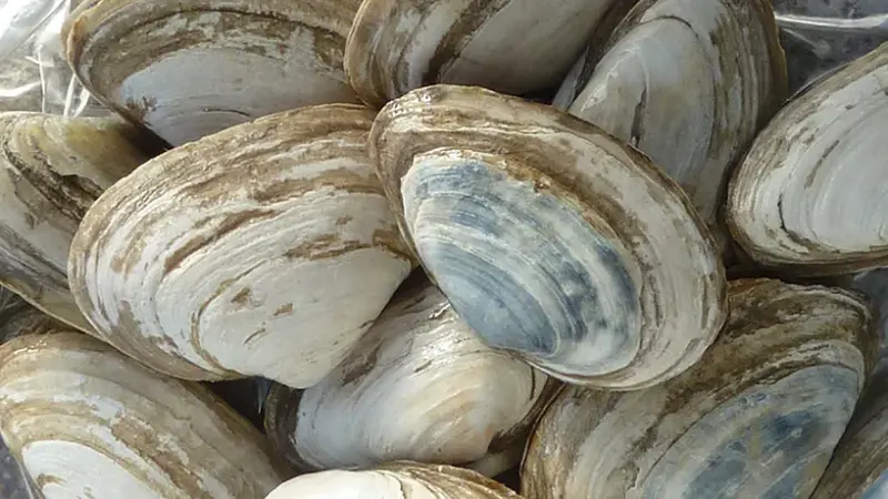 A Contagious Cancer in the Chesapeake Bay