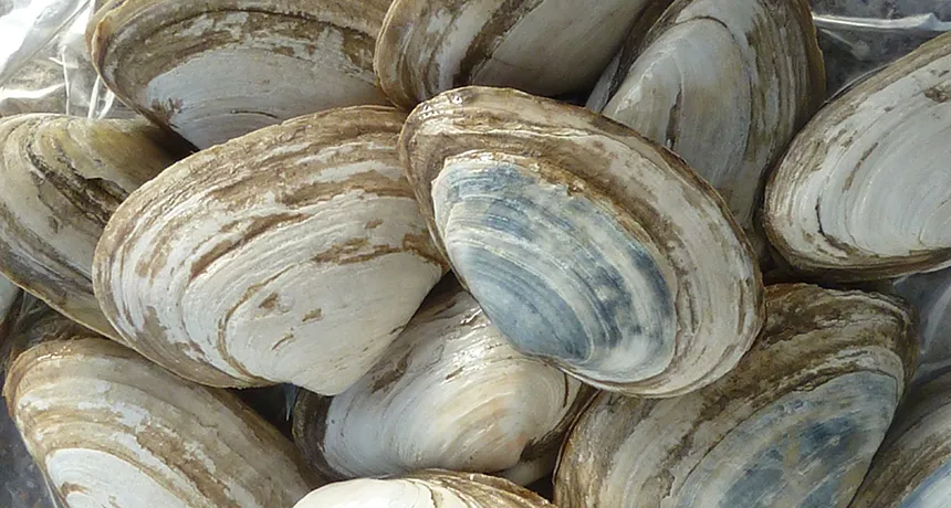 A Contagious Cancer in the Chesapeake Bay