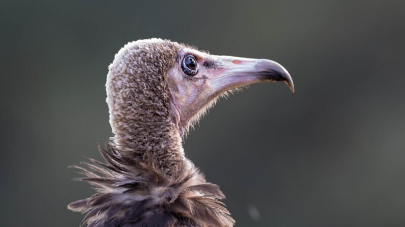 Awka-Etiti Community Revives Nigeria Vulture Populations Through Conservation