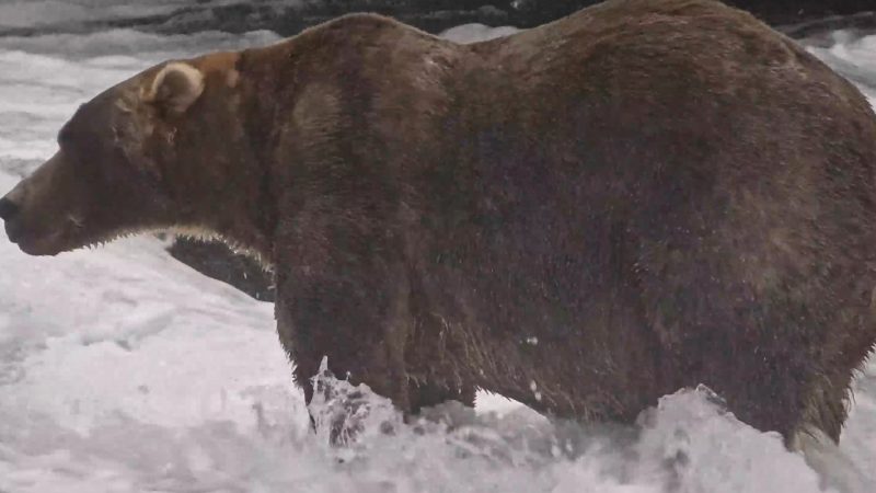 Gentle giant Backpack wins Alaska’s Fat Bear Week