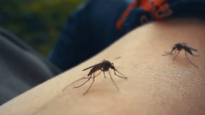 Hillsborough, Pasco and Pinellas Counties Declare Dengue Fever Emergencies