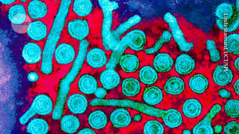 Researchers Find Human BC200 Gene Embedded in Poxvirus Genome