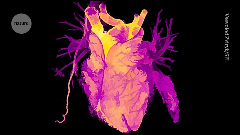 Transplanted Hearts Adjust Biological Age to Match New Hosts