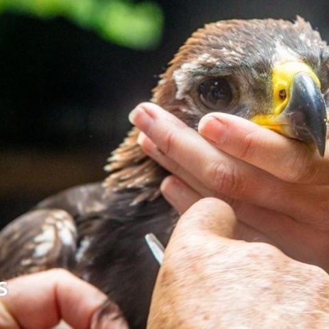 Golden Eagle Chick Fledges as South of Scotland Population Hits Record