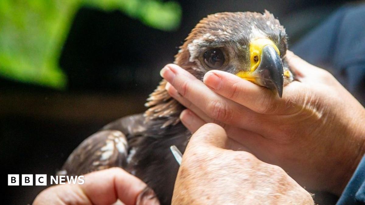 Golden Eagle Chick Fledges as South of Scotland Population Hits Record