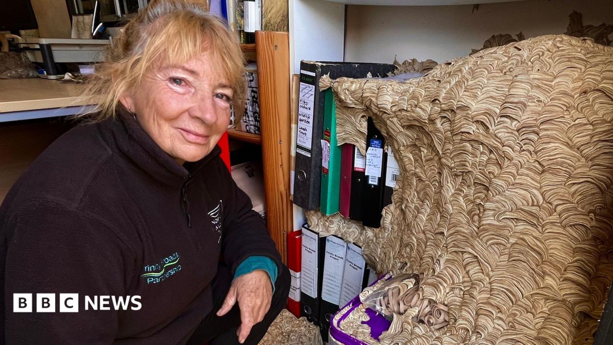 Norfolk Wildlife Trust Manager Dismantles Massive Office Wasp Nest
