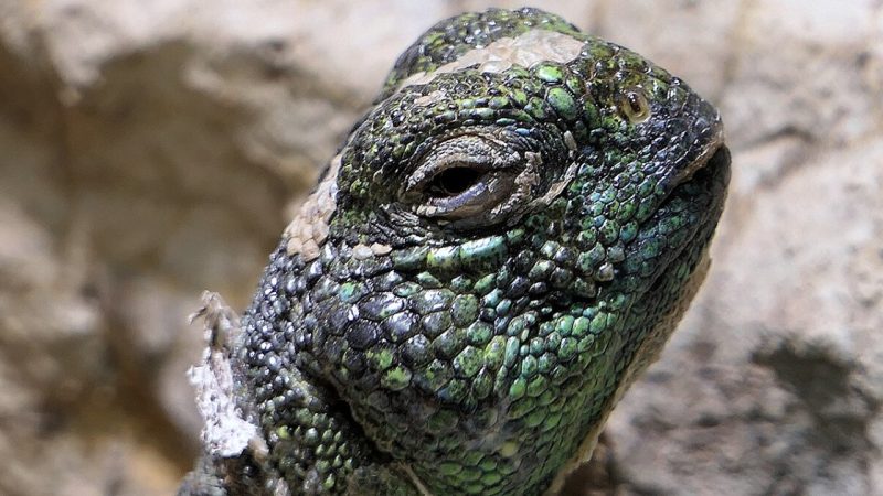 Omani Spiny-Tailed Lizards Sell for Up to 1,000 Euros in Europe