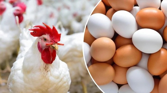 White Chicken Prices Reach 93 Egyptian Pounds per Kilogram for Consumers