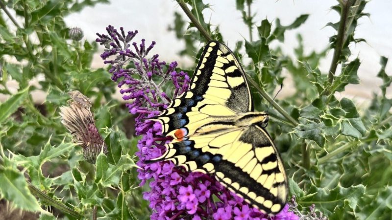 Butterflies use optical illusions to escape predators, reveals new research