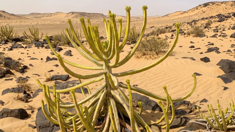 Study: 4 Saudi Endemic Succulents Face Risks From Climate Change