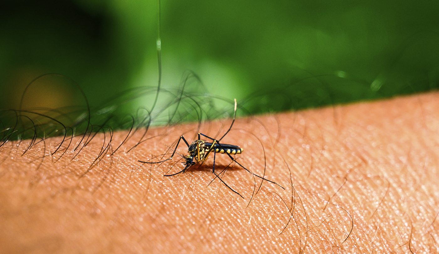 Florida Faces Largest Dengue Outbreak in Decades as Cases Surge