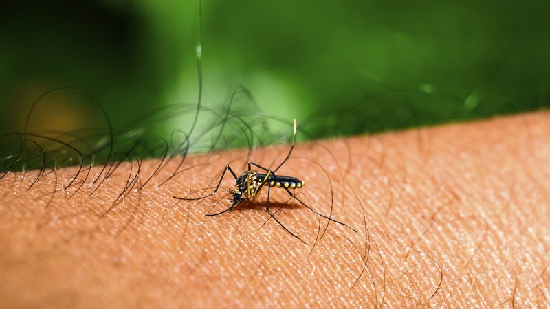 Florida Faces Largest Dengue Outbreak in Decades as Cases Surge