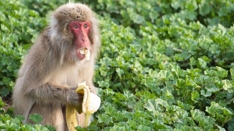 Japanese Macaques Avoid Contaminated Food After Outbreak
