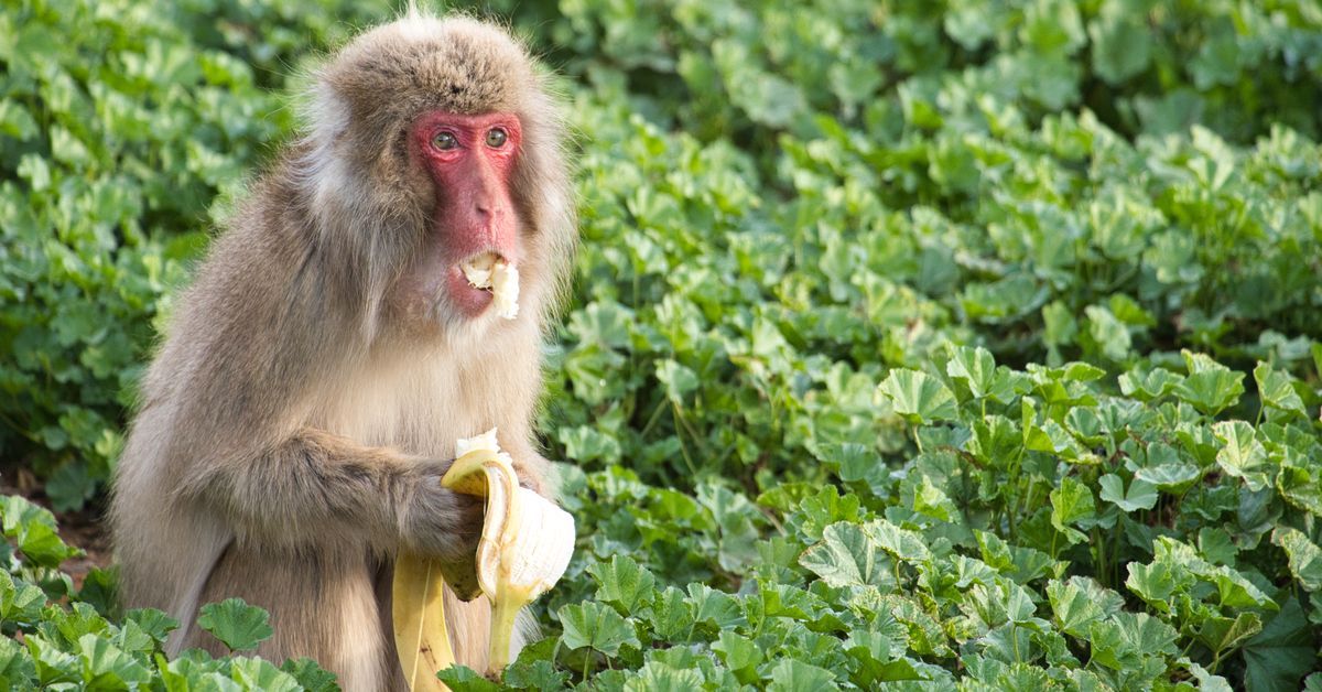 Japanese Macaques Avoid Contaminated Food After Outbreak