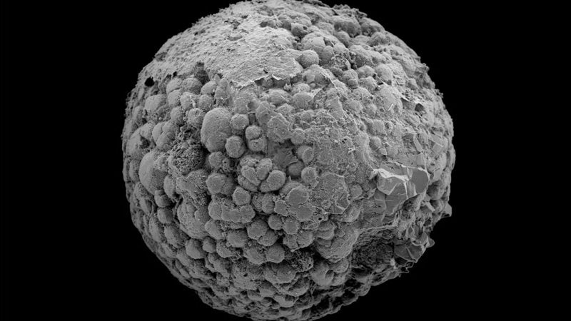 New Study Suggests Animal Life on Earth May Be 200 Million Years Older