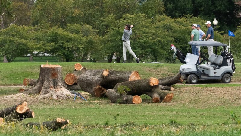 Judge Screams at Trump Officials For Abruptly Cutting Down 500 Trees in DC - Newsweek