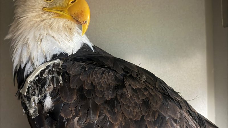 Jackie the Bald Eagle Died From Avian Influenza, Officials Confirm