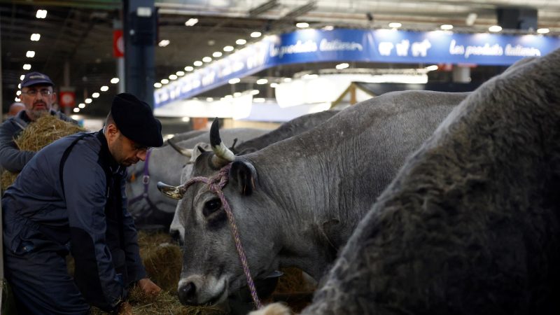 A French farmer feeds his cows in his stall on the eve of the opening of the 2025 Paris International Agriculture Fair
