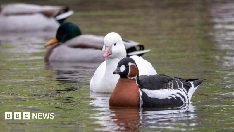 Castle Espie to Relocate Captive Birds to Other WWT Sites