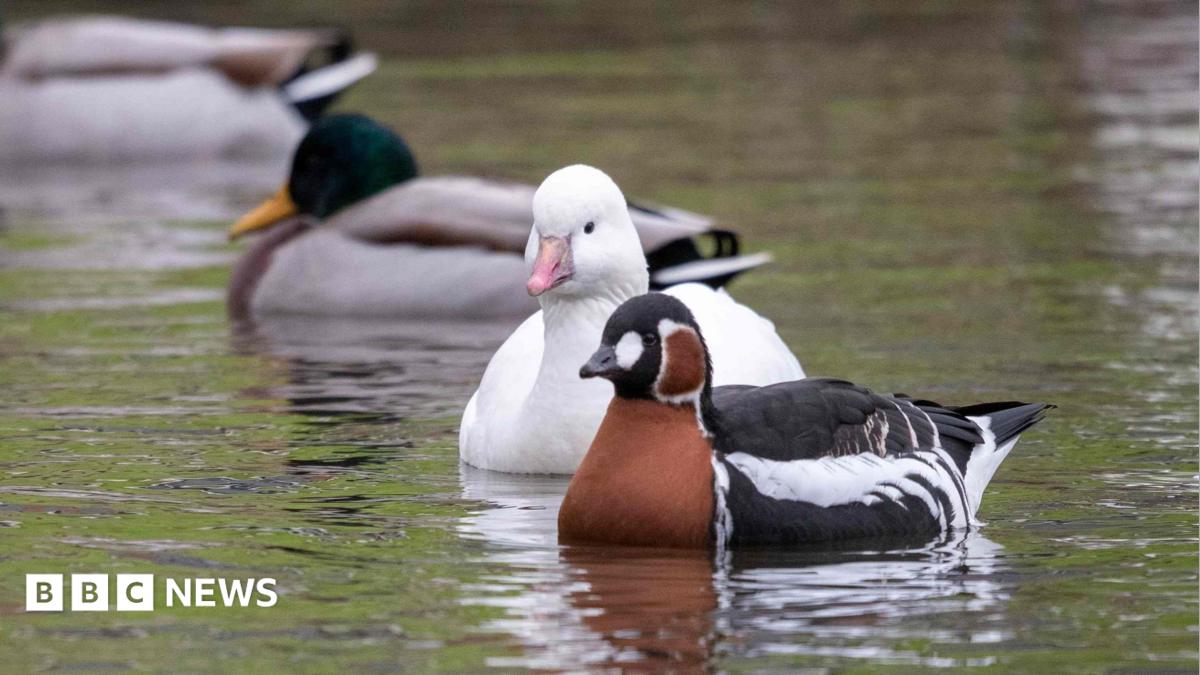 Castle Espie to Relocate Captive Birds to Other WWT Sites