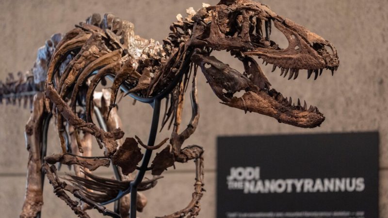Jodi, a mounted Nanotyrannus skeleton, of the Cretaceous Period, approximately 67 million years ago, estimated at $6 - 9