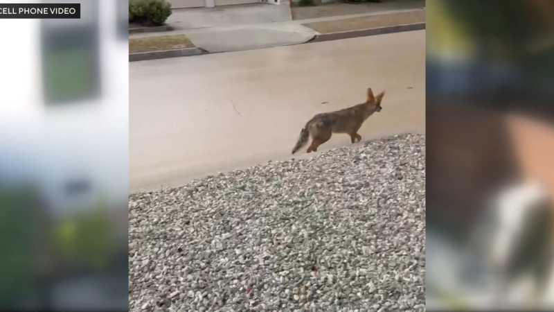 Coyote Injures Toddler in Los Angeles Neighborhood