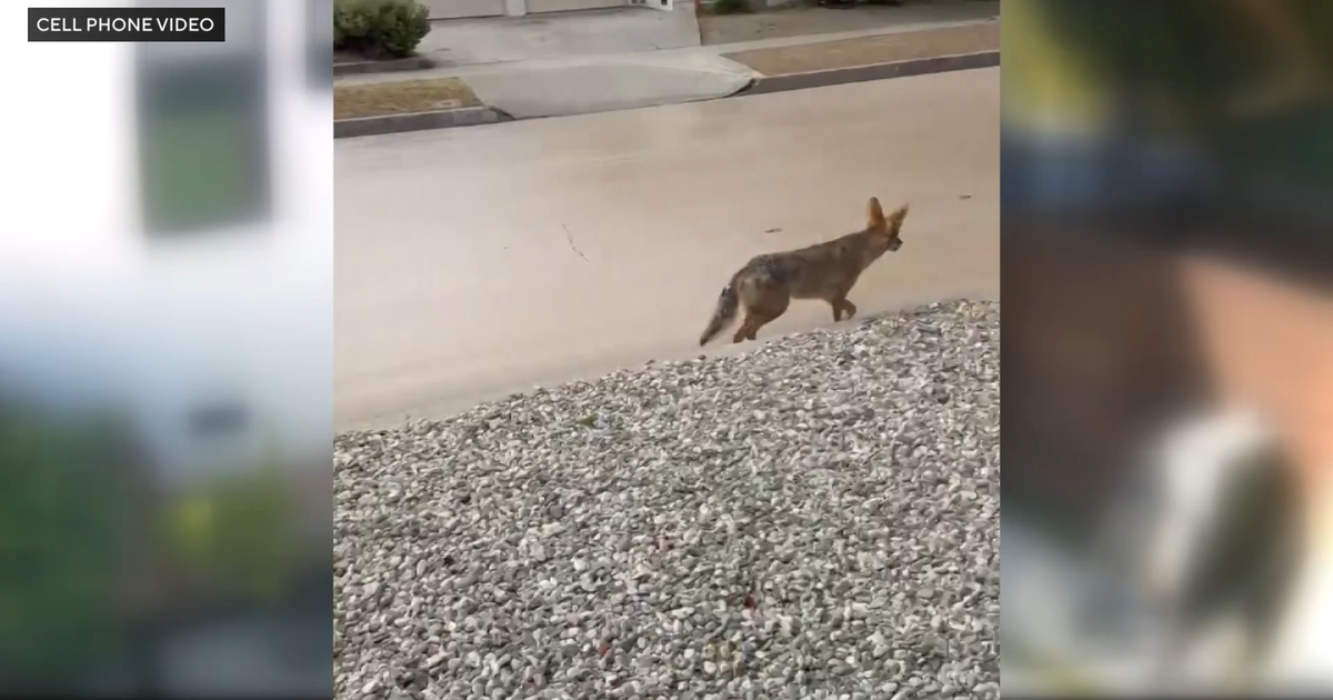 Coyote Injures Toddler in Los Angeles Neighborhood