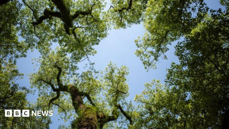 Surrey County Council Exceeds First Phase Tree Planting Target