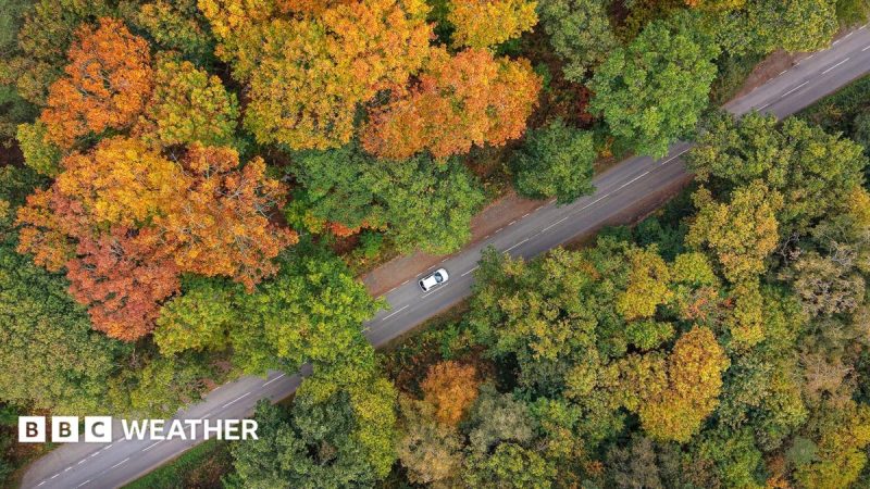 UK Trees Shed Leaves Early as Autumn Colors Develop