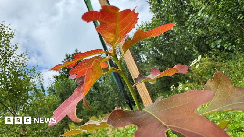 Close-up, low-angle view of a young tree with red-orange leaves against a cloudy sky, supported by a wooden stake, with