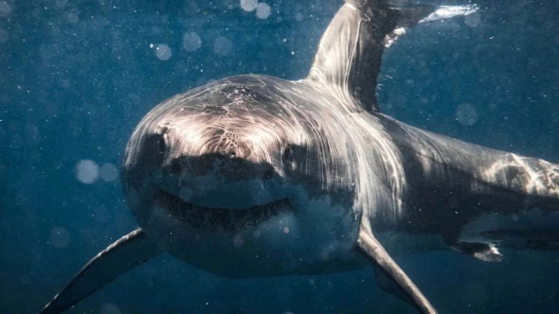Busan Elects Trapped Canal Shark Honorary Ambassador