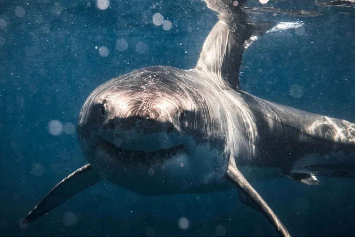 Busan Elects Trapped Canal Shark Honorary Ambassador