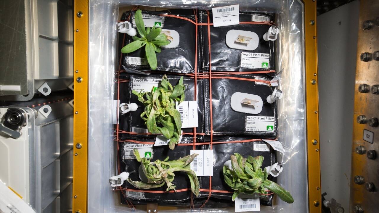 NASA Finds ISS Wheat Grew 10% Taller Than Earth Controls